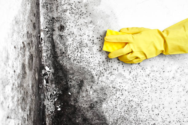 Best Mold Odor Removal Services  in Trumbull Center, CT